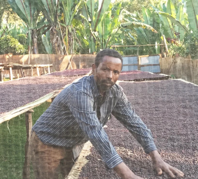 ANDROMÈDA Yirgacheffe G1, Ethiopia - Image 2