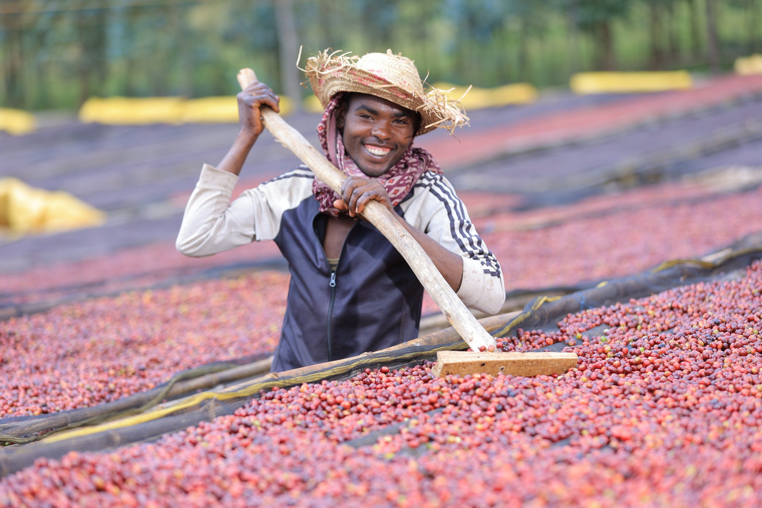DAANISA Guji G1, Ethiopia - Image 2