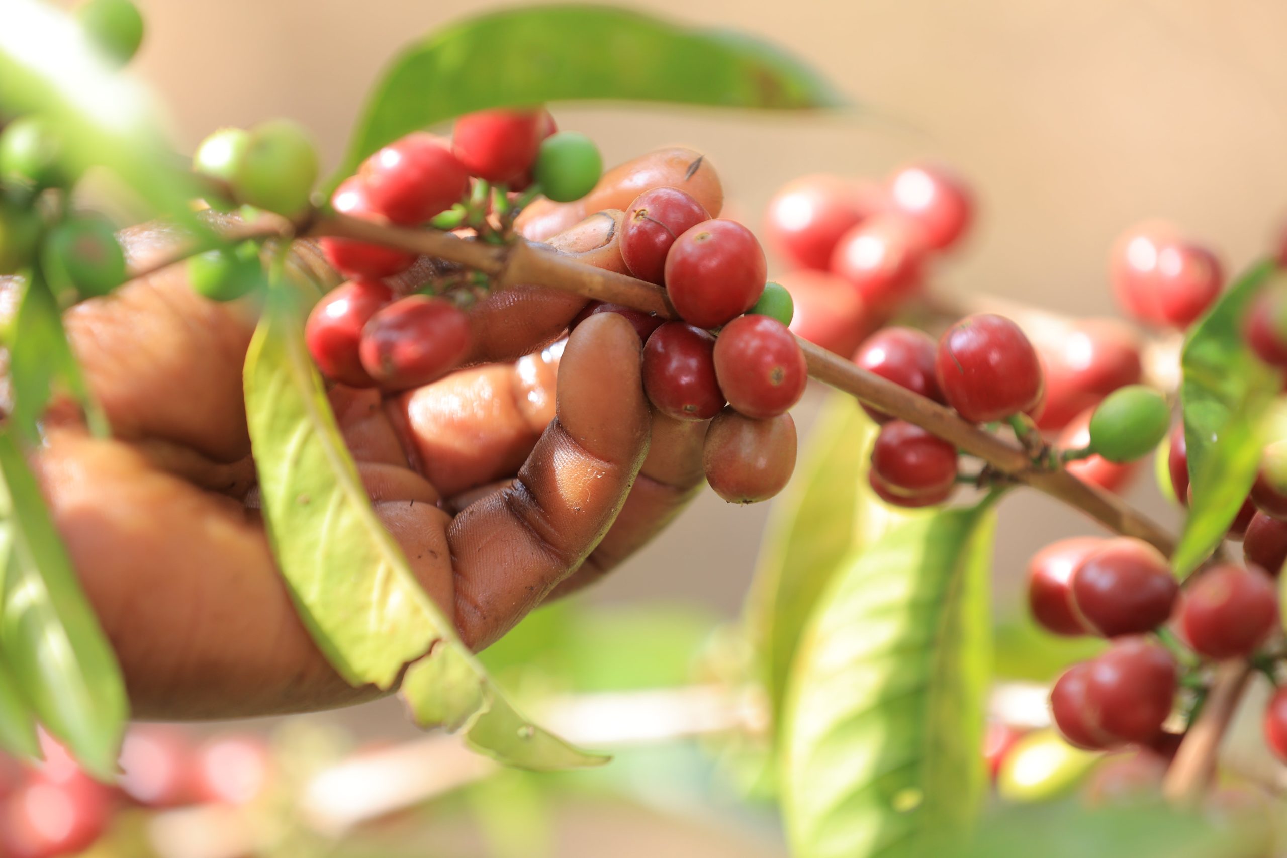 DAANISA Guji G1, Ethiopia - Image 6