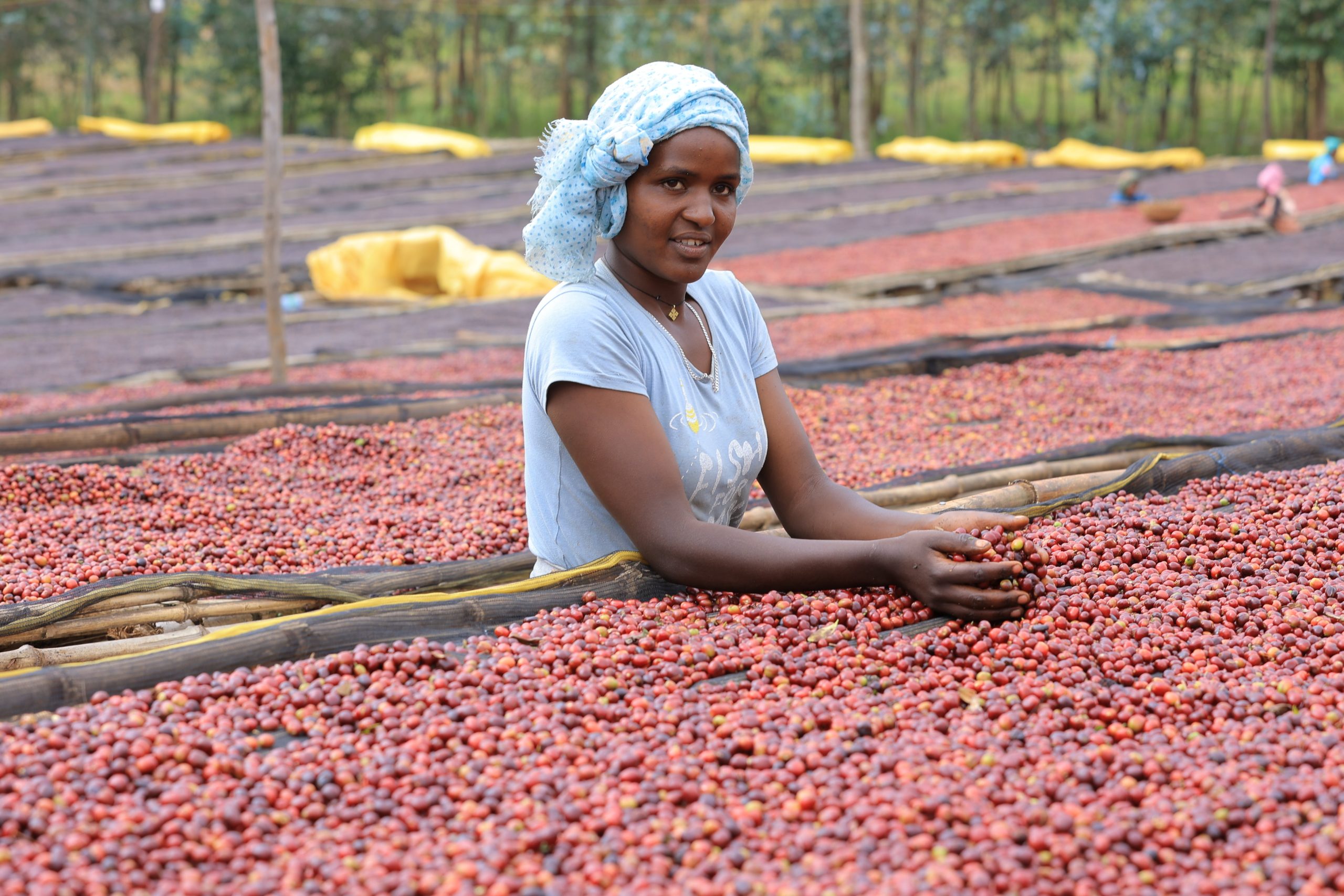 DAANISA Guji G1, Ethiopia - Image 4