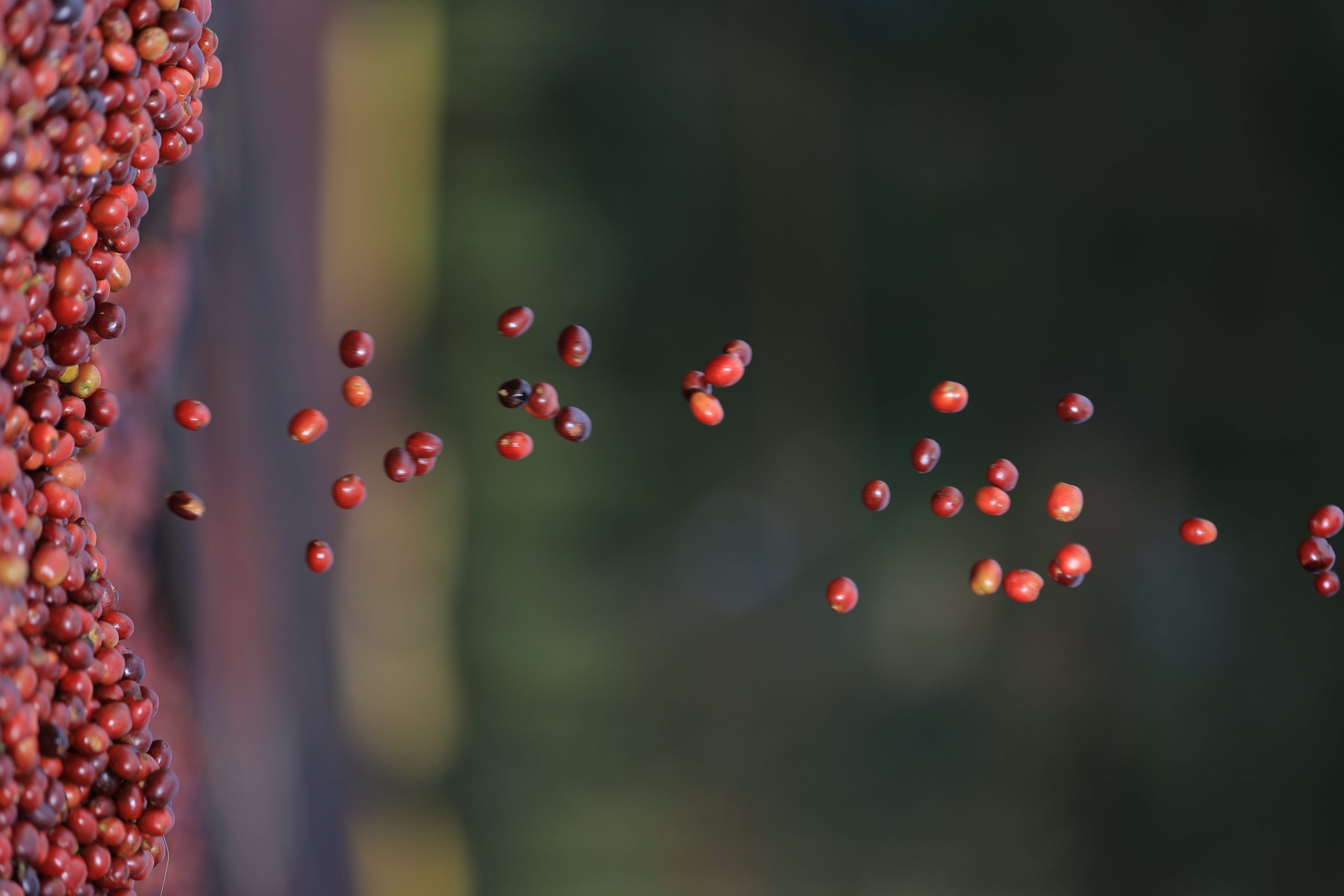 DAANISA Guji G1, Ethiopia - Image 5
