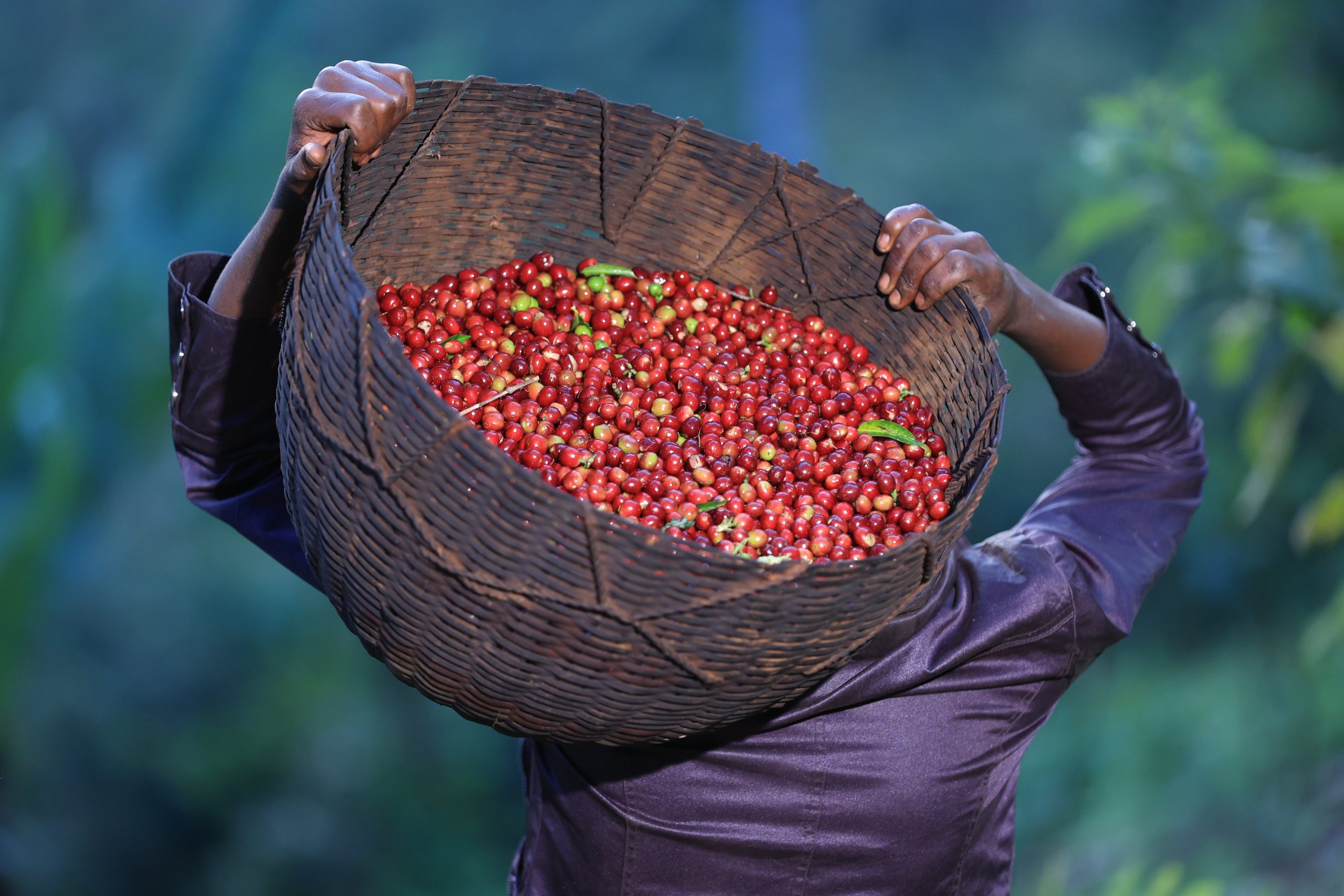 DAANISA Guji G1, Ethiopia - Image 3