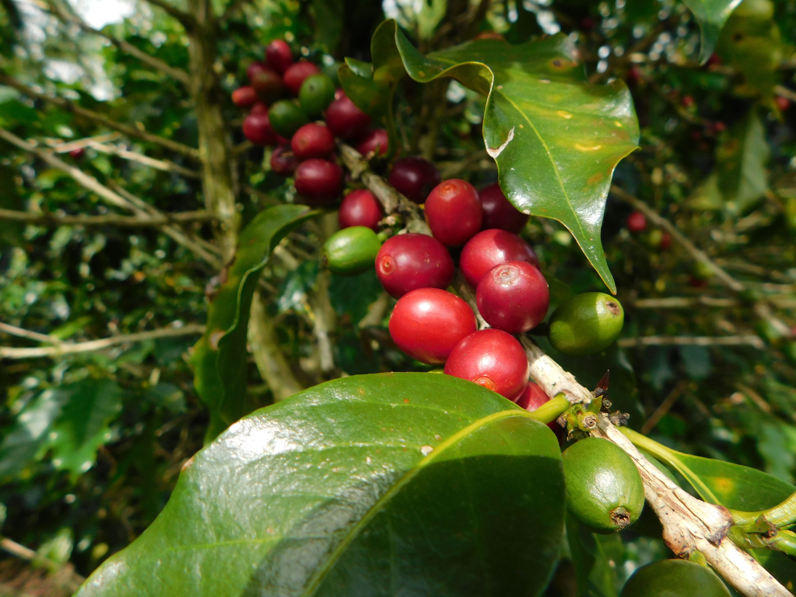 CHIROSO, Colombia - Image 2