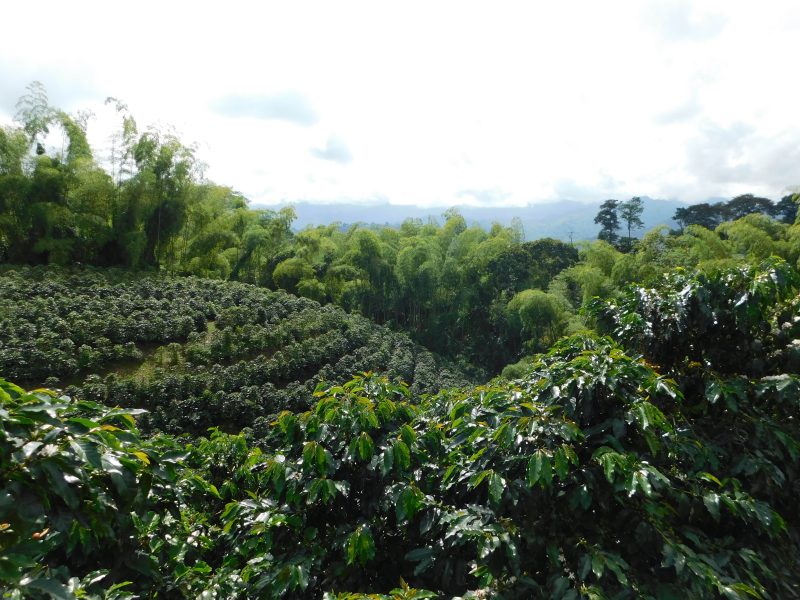 Arango, Colombia - Image 3