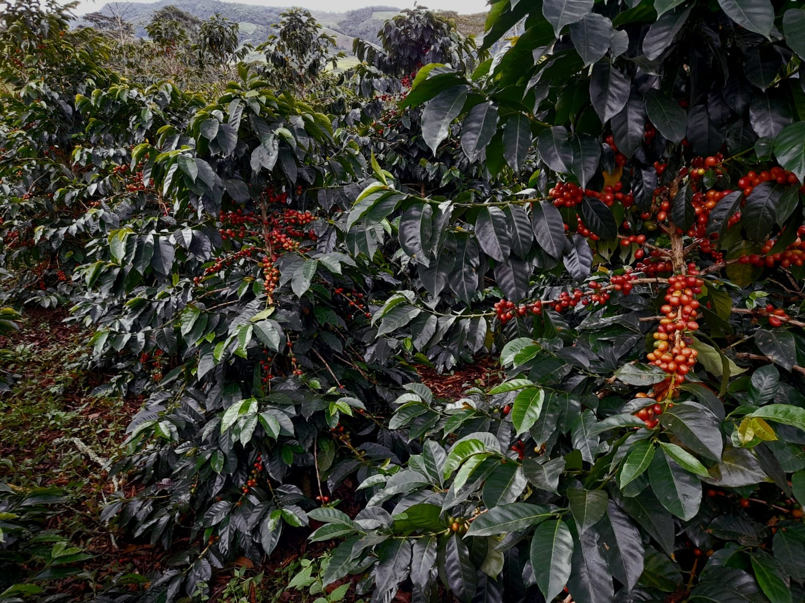 PINK BOURBON, Colombia - Image 2