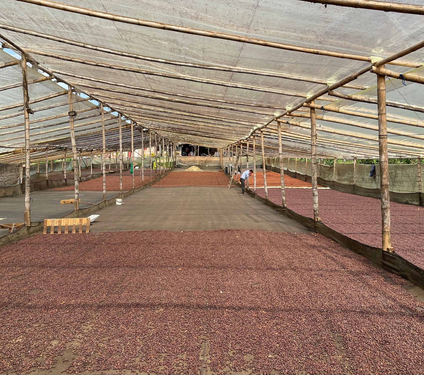 PINK BOURBON, Colombia - Image 4