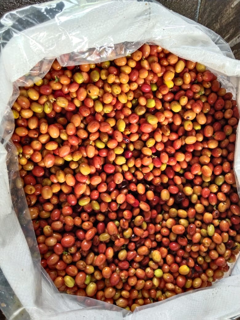 PINK BOURBON, Colombia - Image 2