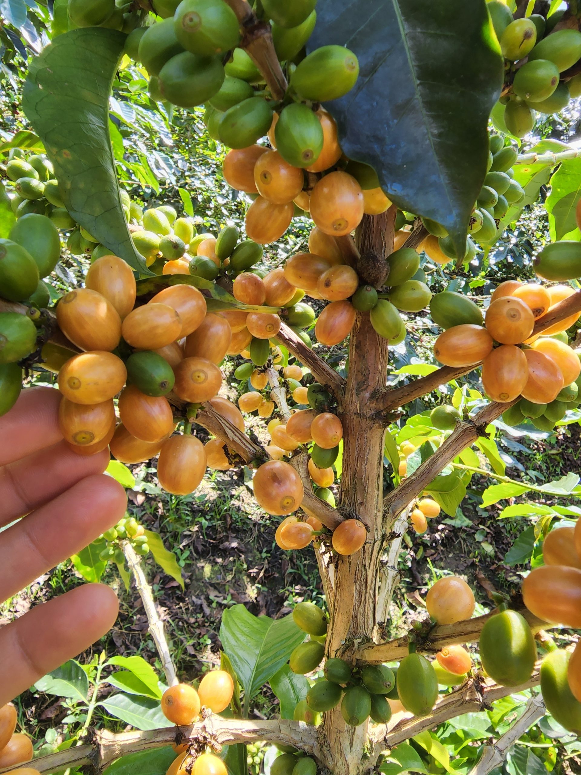 PINK BOURBON, Colombia - Image 4
