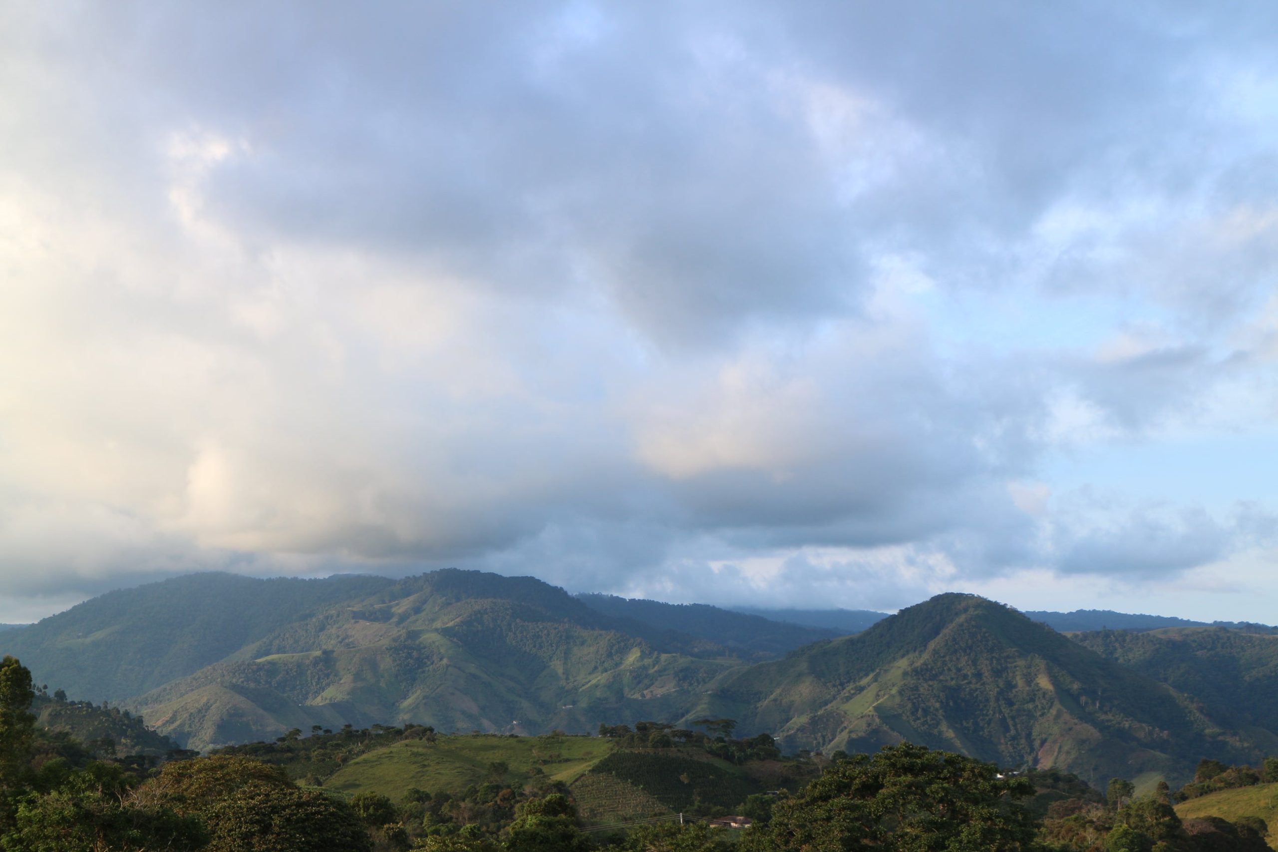 SANTA BARBARA Gesha, Colombia - Image 2