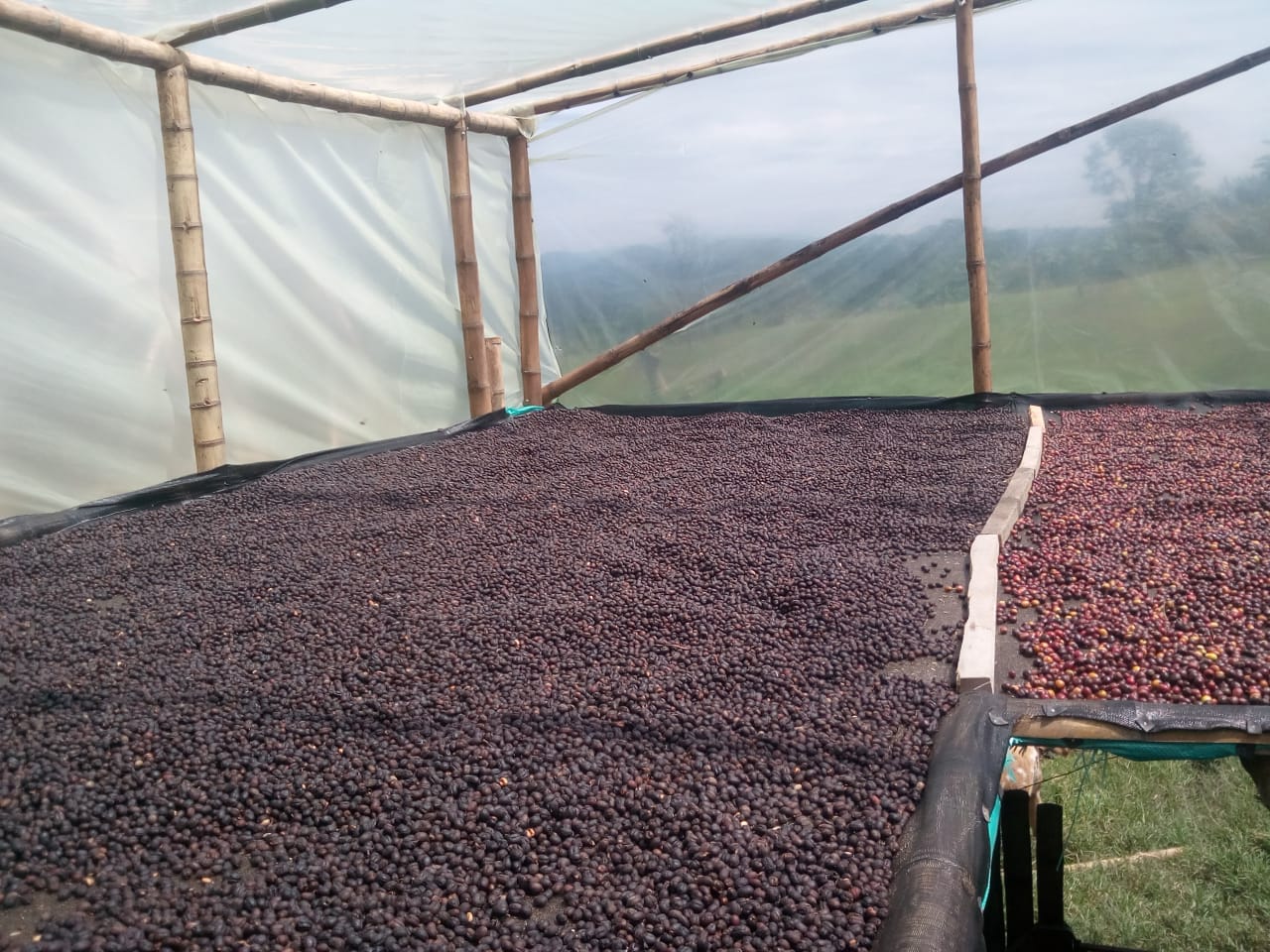 SANTA BARBARA Gesha, Colombia - Image 4