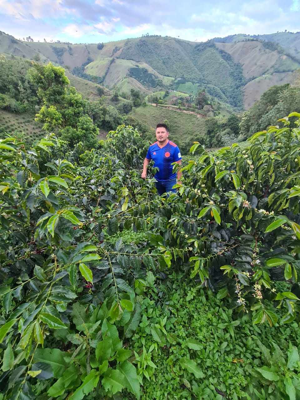 SANTA BARBARA Gesha, Colombia - Image 3